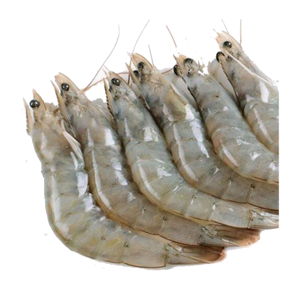 Fresh & Frozen Shrimps