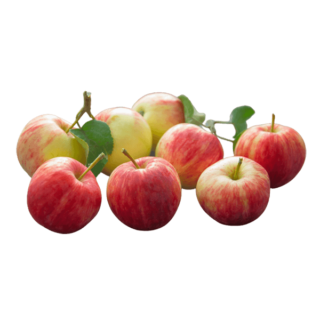 Apple Fruit