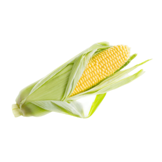 Fresh Sweet Corn