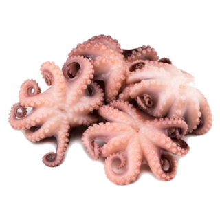 Octopus
