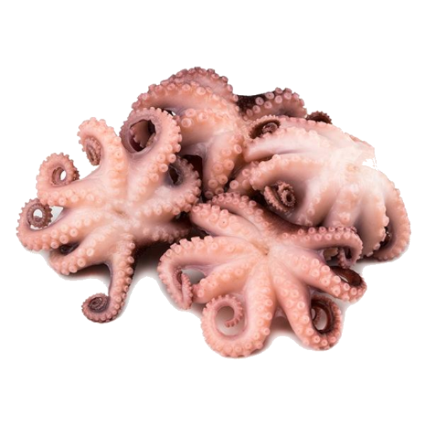 Octopus