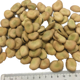 Fava Beans
