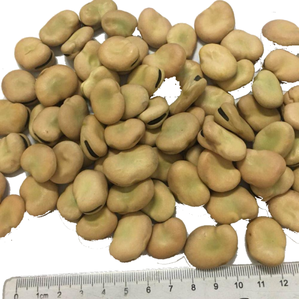 Fava Beans