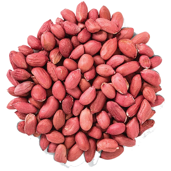 Peanut / Groundnut