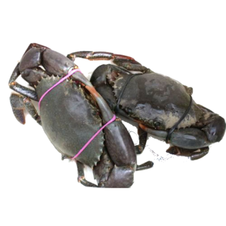 Live & Frozen Mud Crab