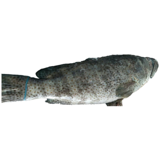 Grouper Fish