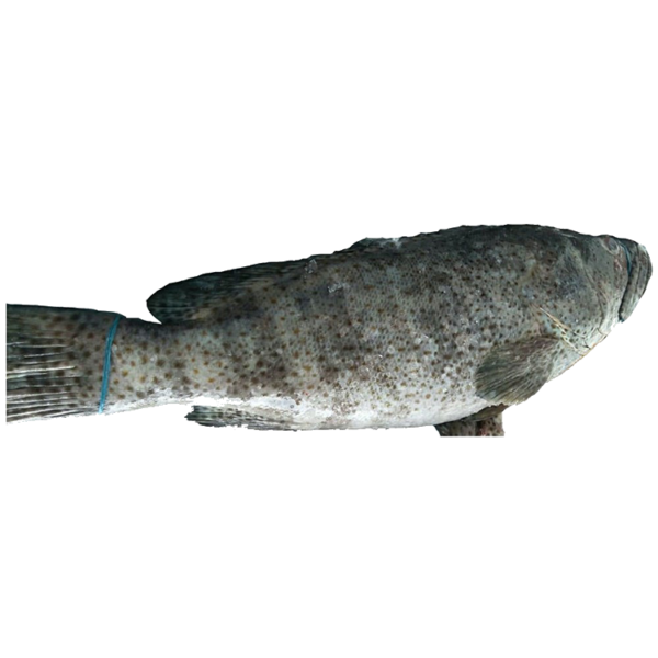 Grouper Fish
