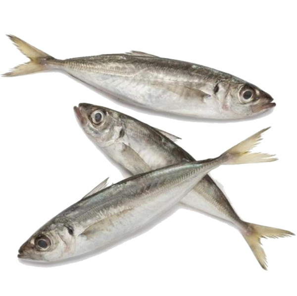 Frozen Mackerel