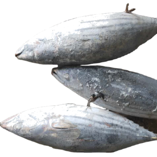 Tuna Fish