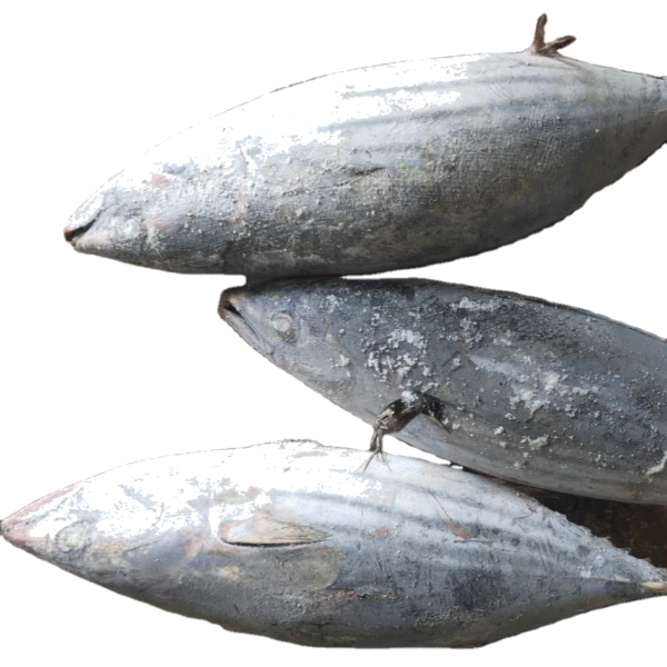 Tuna Fish