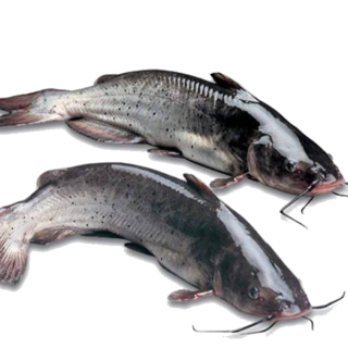 Frozen Catfish 