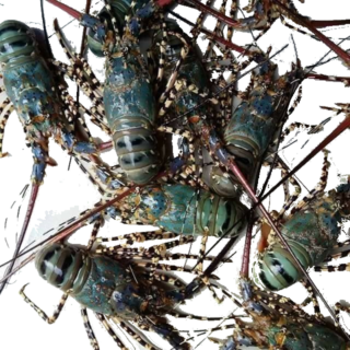 Lobster / Crawfish