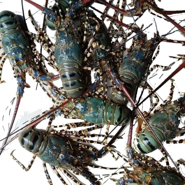 Lobster / Crawfish
