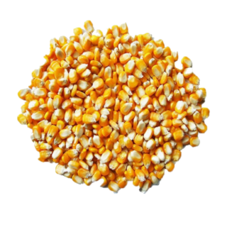 Maize / Corn