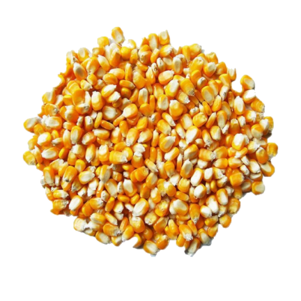 Maize / Corn