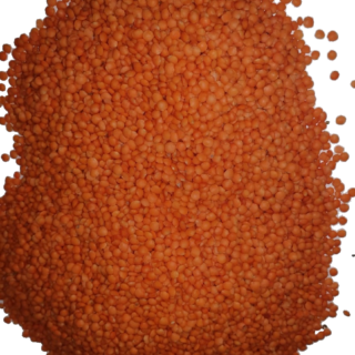 Lentil