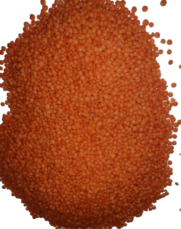 Lentil