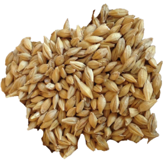 Barley Grain