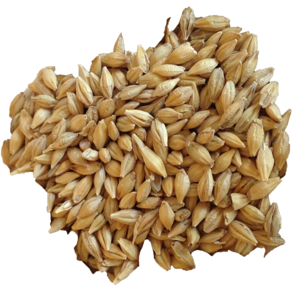 Barley Grain