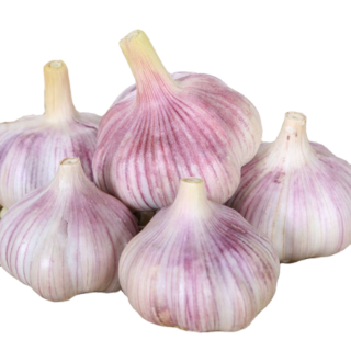 Garlic