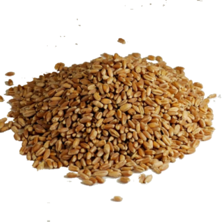 Wheat Grain