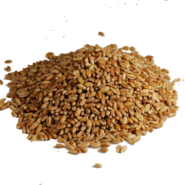 Wheat Grain