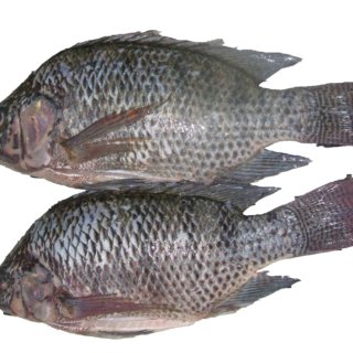 Tilapia Fish