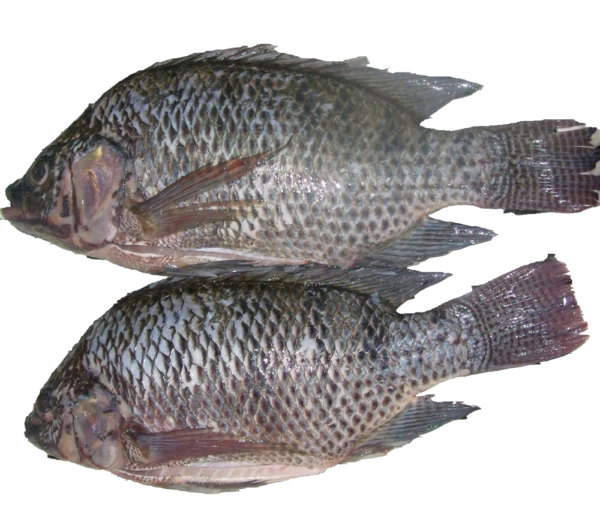 Tilapia Fish