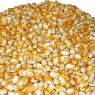 Maize / Corn