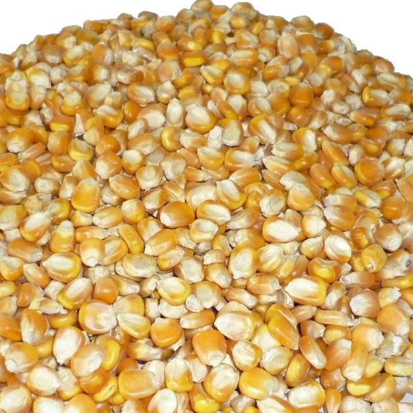 Maize / Corn