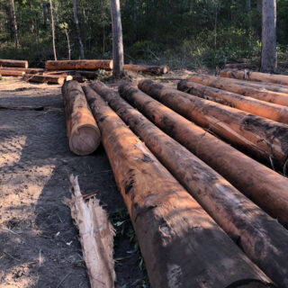 Wood Logs