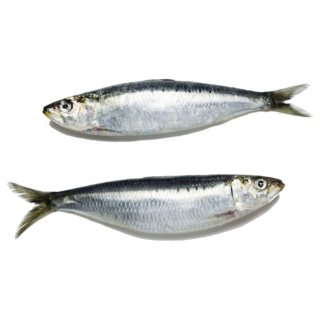 Sardine Fish