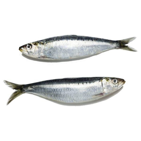 Sardine Fish